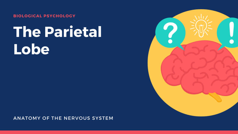 Parietal